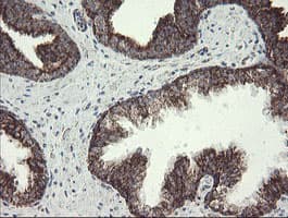 NDUFB10 Antibody (clone OTI1H6)