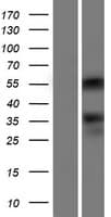 ONECUT2 / OC2 Protein (Over-Expression Lysate Myc-DDK (Flag))