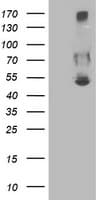 SHPK / CARKL Antibody (clone OTI1D2)