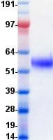 Human CD47 Protein (Recombinant Fc, C-terminus)