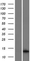 MEF2BNB Protein (Over-Expression Lysate Myc-DDK (Flag))