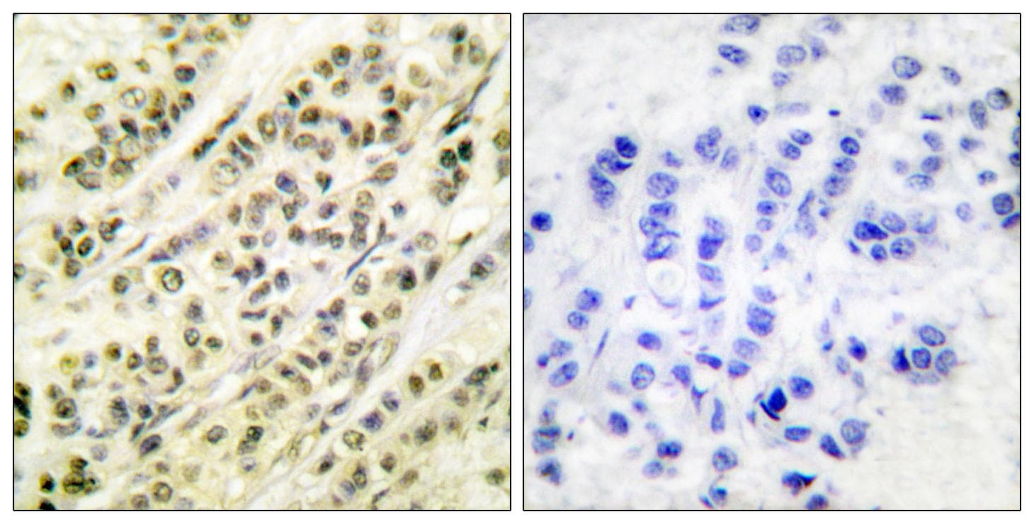 SKP1 Antibody