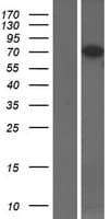 CPEB3 Protein (Over-Expression Lysate Myc-DDK (Flag))