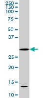 CDK1 / CDC2 Antibody (clone 8F1)