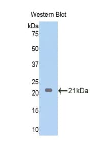EDN1 / Endothelin 1 Antibody (aa53-203)