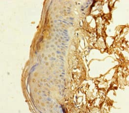 Polyclonal Rabbit anti-Human RBM3 Antibody (aa1-714)