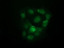 UHMK1 / KIS Antibody (clone OTI2H4, Carrier-free)