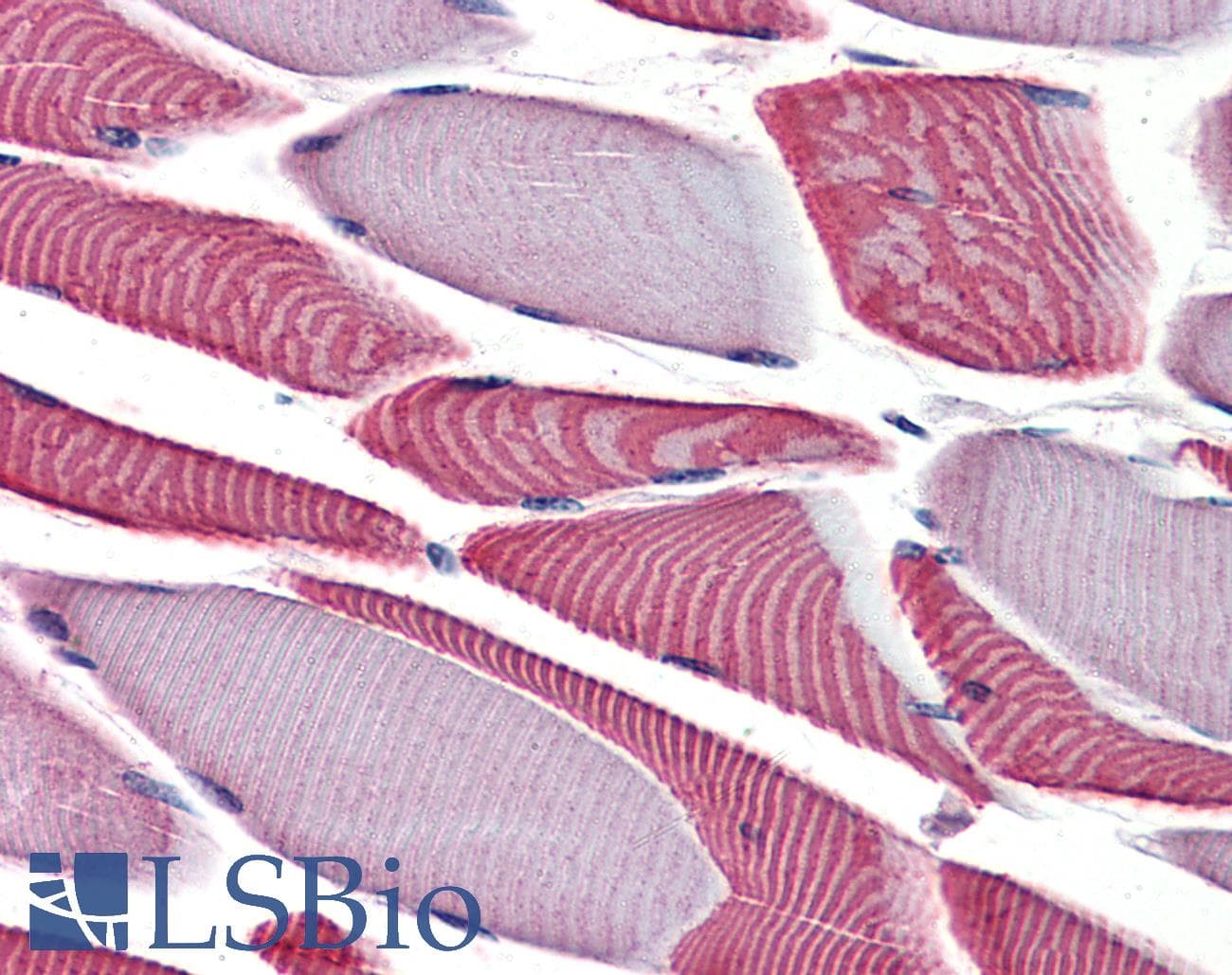 IHC-plus™ BMP2K / BIKE Antibody (N-Terminus)