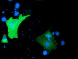 GAS7 Antibody (clone OTI2D11, Carrier-free)