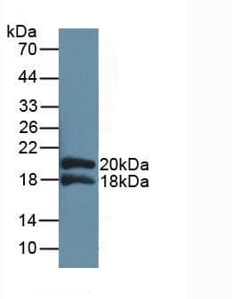 IL1RAP Antibody (aa420-558, PE)