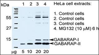 Polyclonal Rabbit anti-Human GABARAP Antibody (aa1-30, IHC, IF, WB)