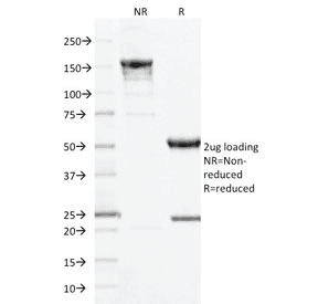 MME / CD10 Antibody (clone MME/1893, Azide-free, BSA-free)