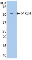 Antithrombin Antibody (aa159-258, Cy3)