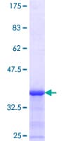 Human MLR2 / LCOR Protein (Recombinant GST, N-terminus)
