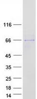 Human DMAP1 Protein (Recombinant Myc-DDK (Flag))