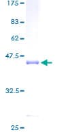 Human CALML3 Protein (Recombinant GST)