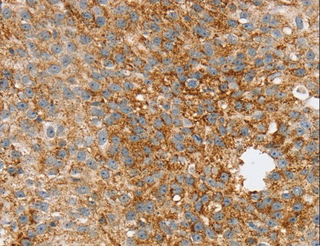 SPARCL1 / Hevin Antibody