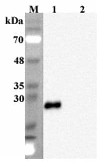 PathPlus™ FGF19 Antibody (clone FG369-1)