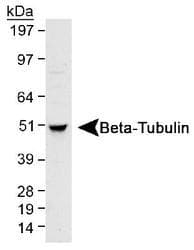 TUBB / Beta Tubulin Antibody (N-Terminus, DY650)