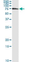 FANCG Antibody (clone 2C8)