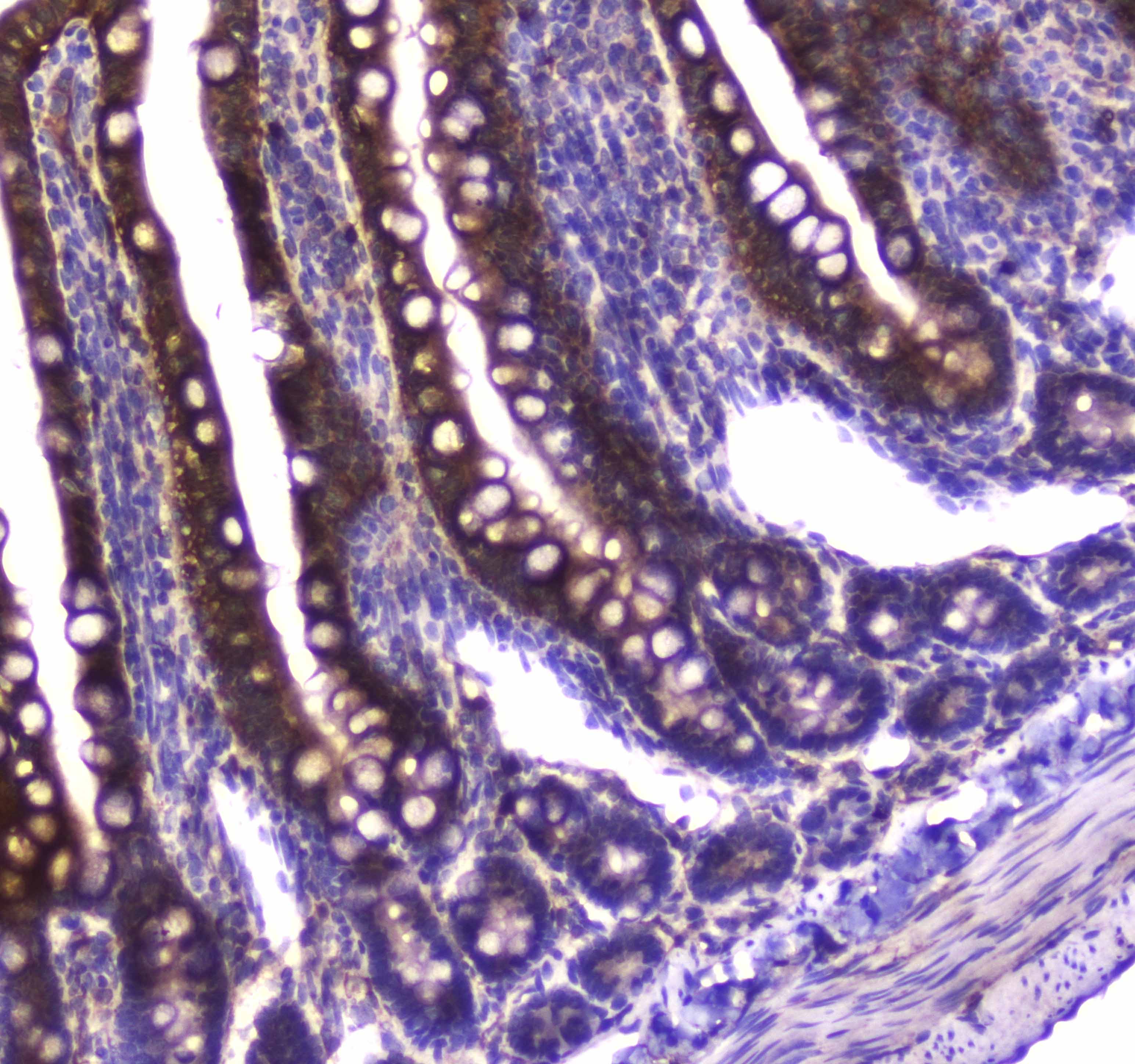 GDA / Nedasin Antibody
