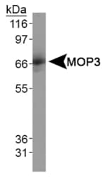 ARNTL / BMAL1 Antibody (C-Terminus, DY488)