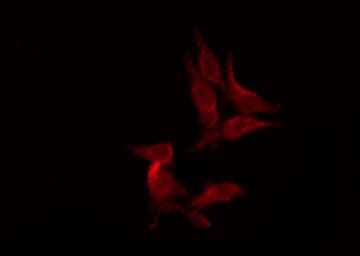 OPRK1 / Kappa Opioid Receptor Antibody