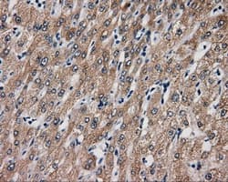 Monoclonal Mouse anti-Human BAP / SIL1 Antibody (clone OTI1G7, IHC, IF, WB)