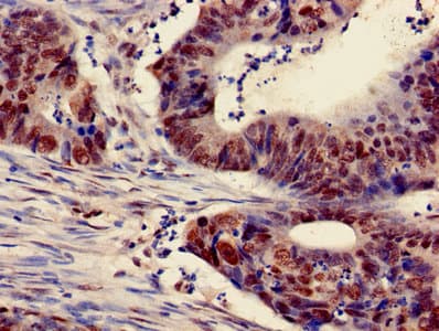 HIST1H3A Antibody