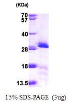 Human MtTFA / TFAM Protein (Recombinant His)