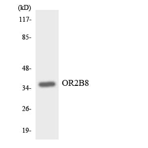 OR2B8P Antibody