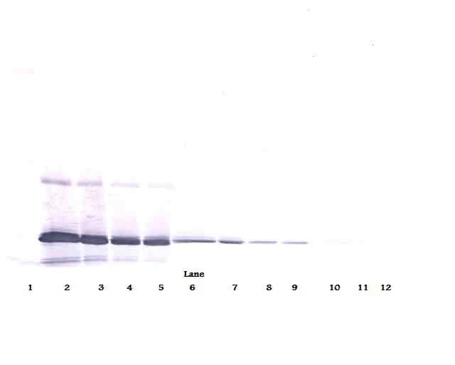 IL11 Antibody
