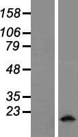 MFSD7 / MYL5 Protein (Over-Expression Lysate Myc-DDK (Flag))