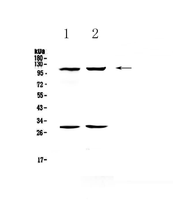 Polyclonal Rabbit anti-Mouse SELP / P-Selectin / CD62P Antibody (IHC, WB)