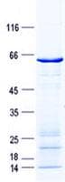 Human AREG / Amphiregulin Protein (Recombinant GST, N-terminus + His, C-terminus)