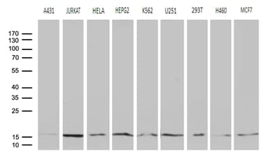 POLR2H / RPB8 Antibody (aa2-150, clone OTI6E10, Carrier-free)