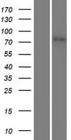 Junctophilin 2 / JPH2 Protein (Over-Expression Lysate Myc-DDK (Flag))