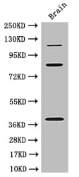 Polyclonal Rabbit anti-Human PDZRN3 Antibody (IHC, IF, WB)