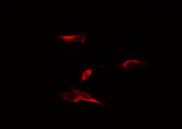 DPYSL4 / CRMP3 Antibody