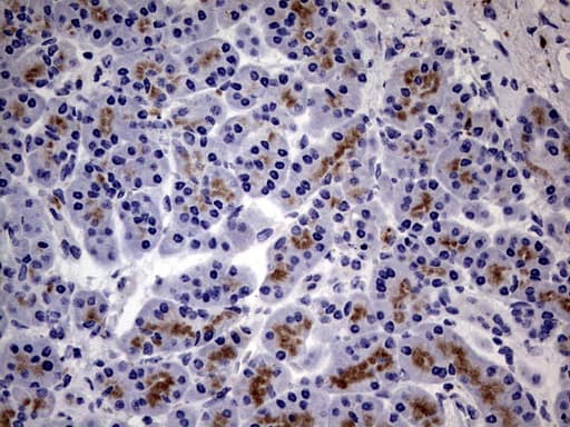 CD63 Antibody (clone OTI2A2E2)