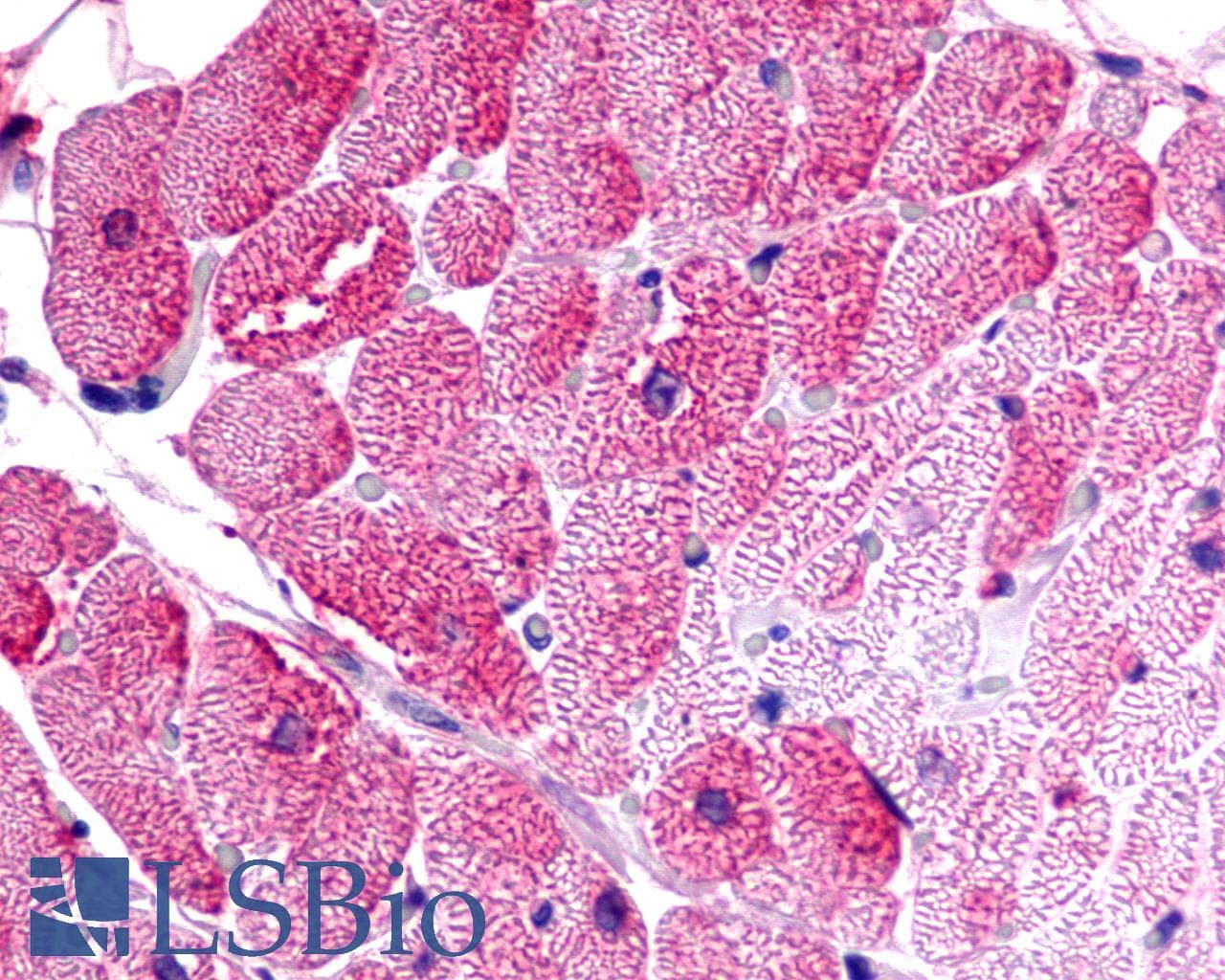 PathPlus™ TPRA1 / GPR175 Antibody (Cytoplasmic Domain)
