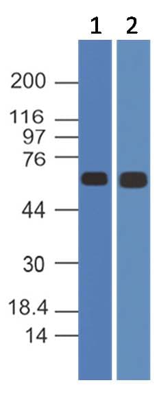 NFE2L2 / NRF2 Antibody