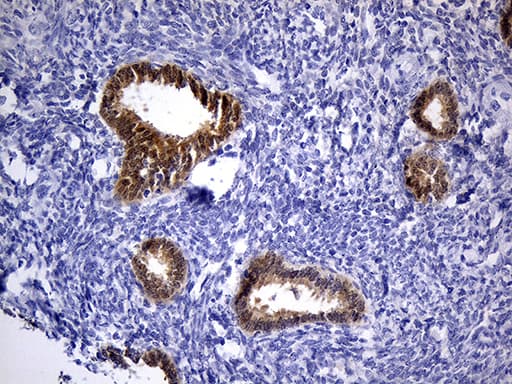 Monoclonal Mouse anti-Human PHYHD1 Antibody (clone OTI1A6, IHC, WB)