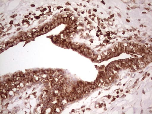 WIBG Antibody (clone OTI5E2, Carrier-free)