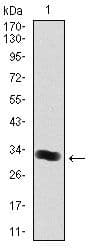 THPO / TPO / Thrombopoietin Antibody (clone 1B11)