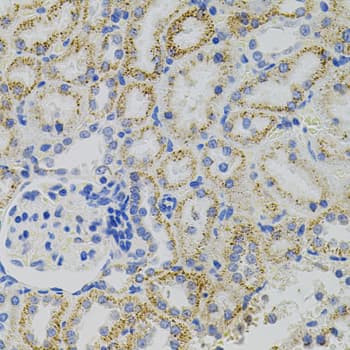 EPO / Erythropoietin Antibody