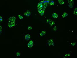 MCL1 / MCL 1 Antibody (clone OTI3B4)