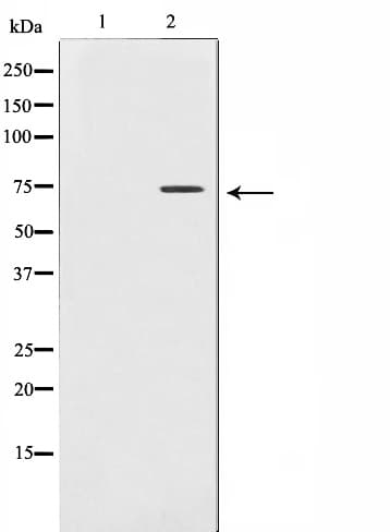 Polyclonal Rabbit anti-Human MMP2 Antibody (IF, WB)