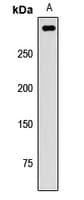 INADL / PATJ Antibody