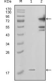 NAMPT / Visfatin Antibody (clone 1D3A12)
